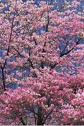 《碧蓝幻想Versus：崛起》五月开测 登陆PS4＆PS5平台